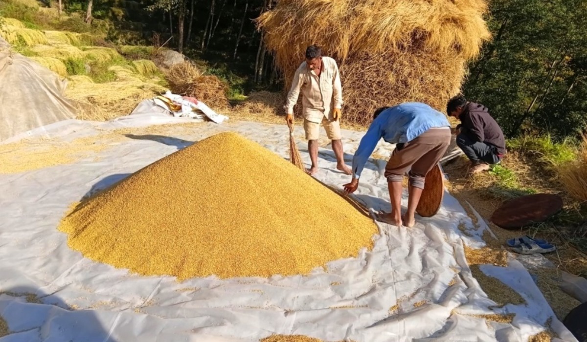 धान थन्क्याउन किसानलाई युवा जनशक्ति पाउनै मुस्किल