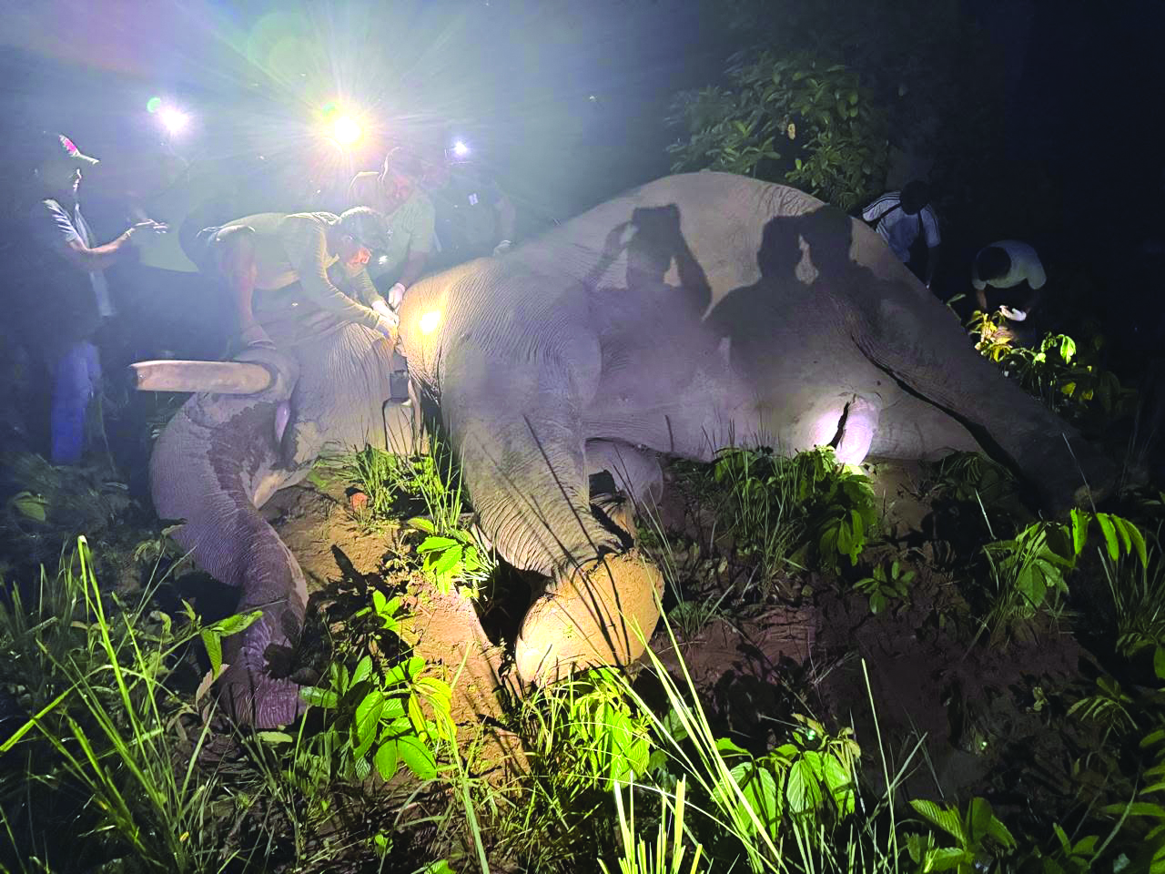 दाह्रा काटेपछि धुर्वे निकुञ्जभित्रै