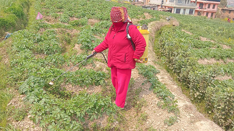 खेतबारीमा जथाभावी घातक विषादी, मानव स्वास्थ्यमा हानि