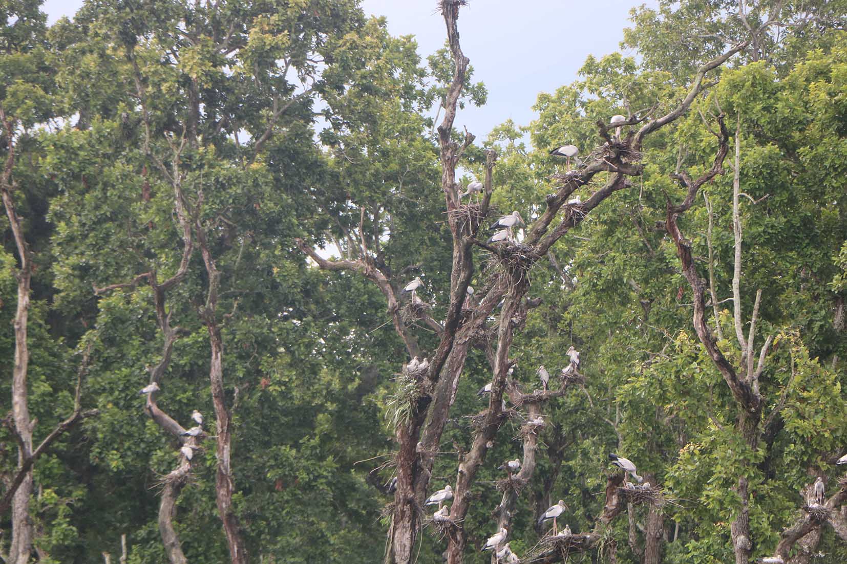 घुँगीफोर गरुडको प्रजनन केन्द्र बन्दै बाटुलीपोखरी