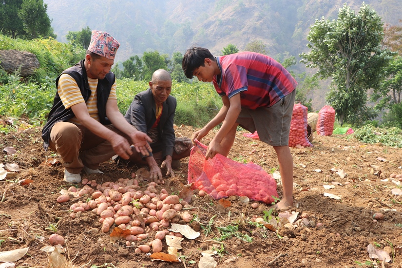 कृषिमा भविष्य खोज्दै युवा, बदलिँदै गाउँको तस्वीर
