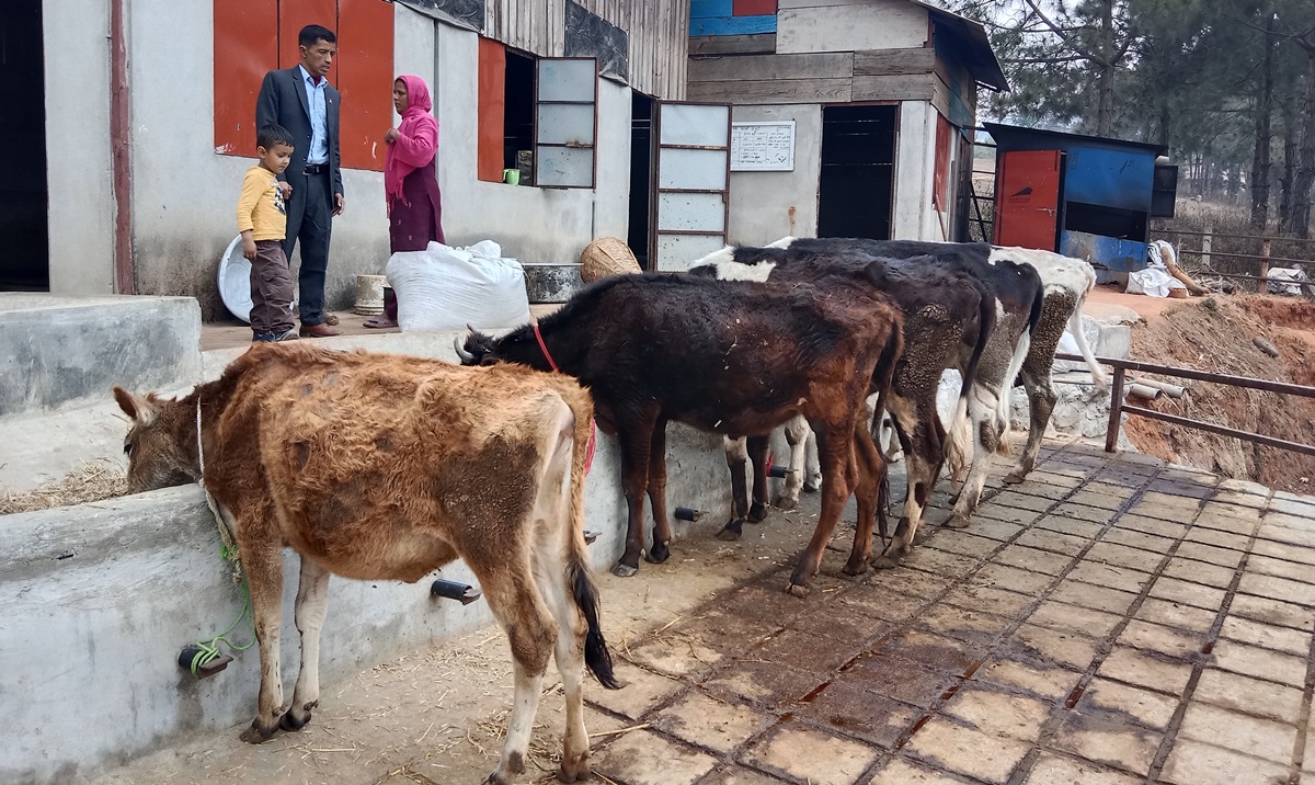 प्रभावकारी बन्दै पढ्दै–कमाउँदै  पशुविज्ञान कार्यक्रम