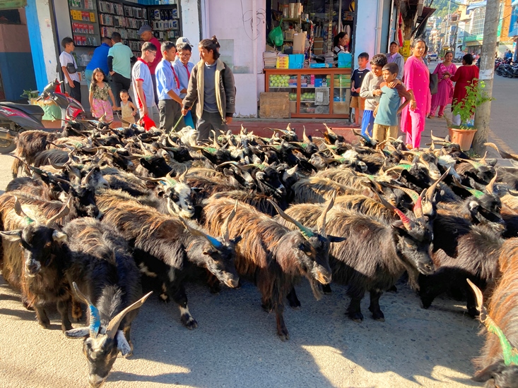 महँगिए दसैँका च्याङ्ग्रा