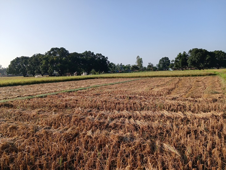 दसैँको रौनकमा किसानलाई धान भित्र्याउने चटारो