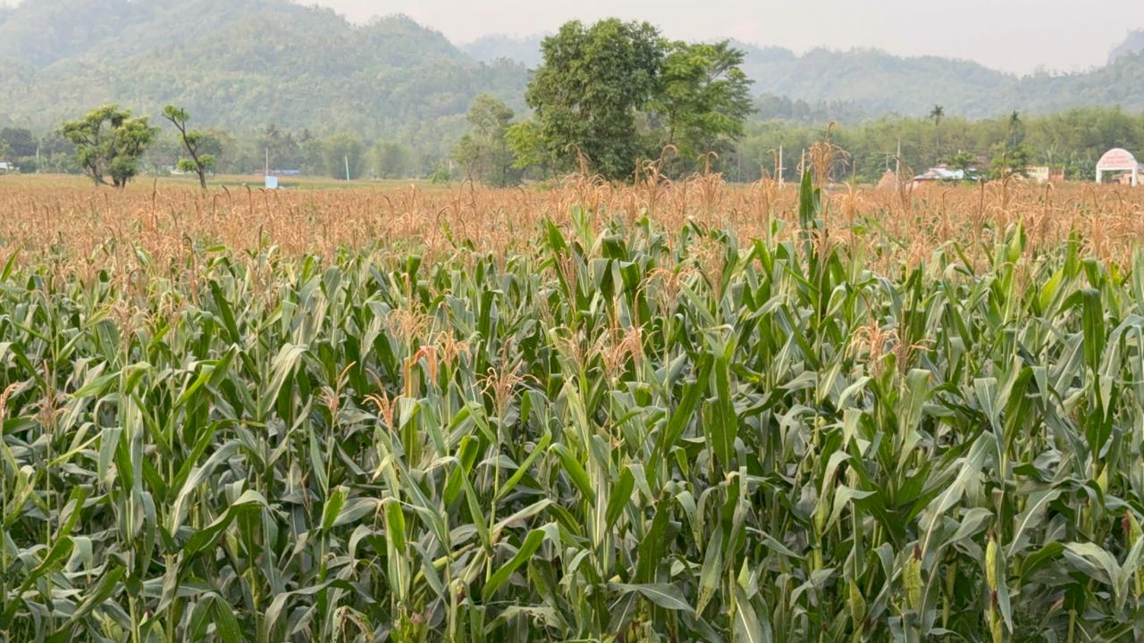 अनुदान र प्रविधिको साथले चुलाचुलीमा व्यावसायिक मकैखेती