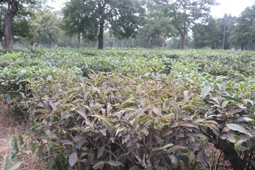 ‘चिया निर्यातको गतिरोध खुलाउ’