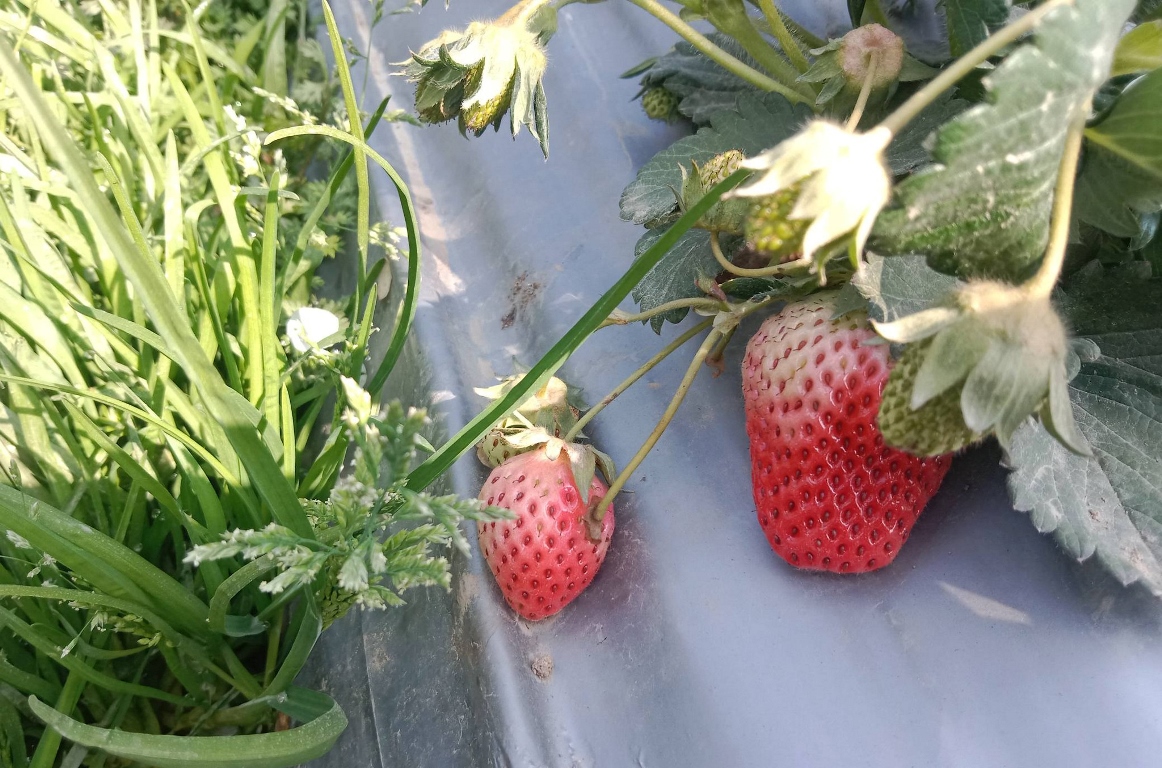 विदेशिन रहर गर्नेले हेर्नुपर्ने स्ट्रबेरी उद्यम