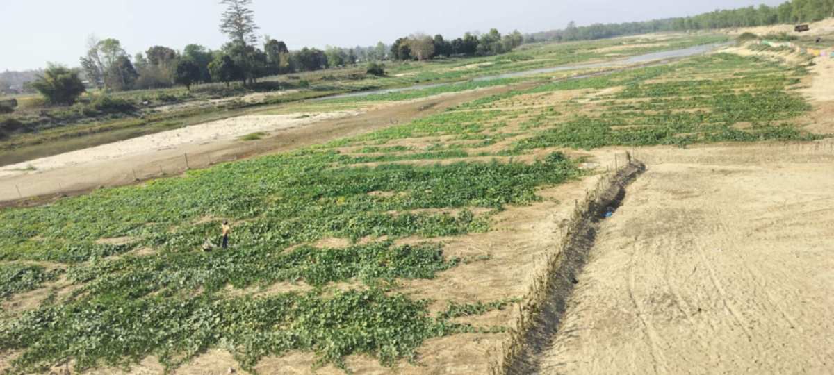 बगर खेतीले बदलिँदै कञ्चनपुरका किसानको जीवनशैली