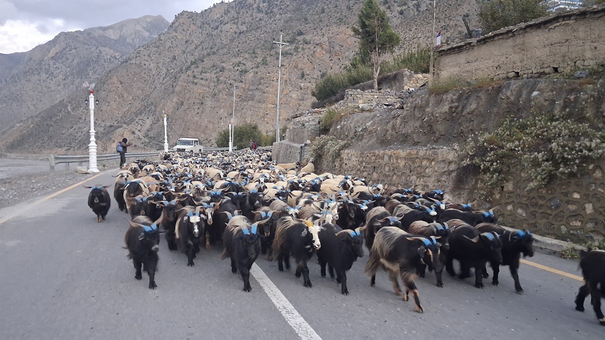हिउँ छिचोल्दै मुस्ताङ आइपुगे एक हजार भेडाच्याङ्ग्रा