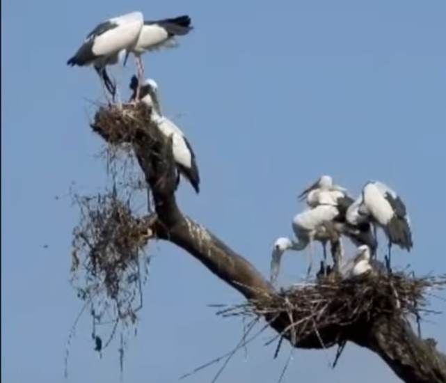 बाटुली पोखरीमा तीन प्रजाति जलचरका ४ सयभन्दा धेरै गुँड