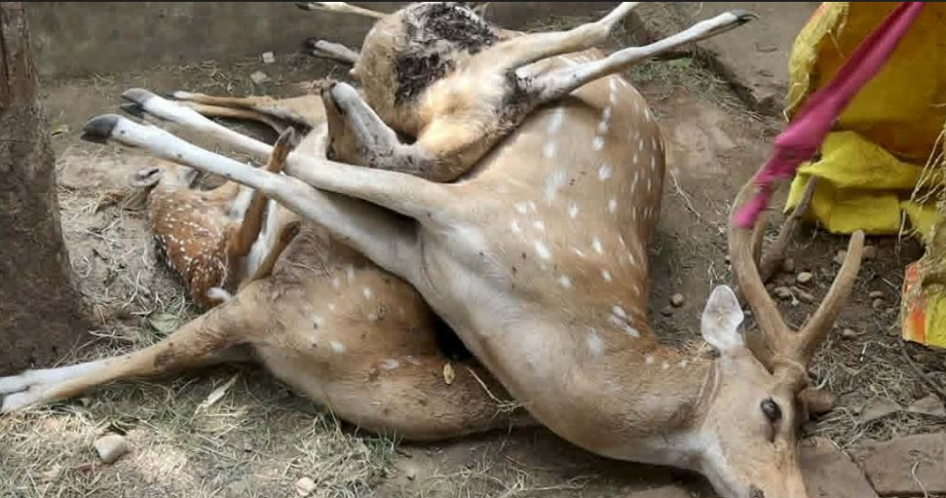 चित्तल मृत्यु छानबिन गर्न समिति