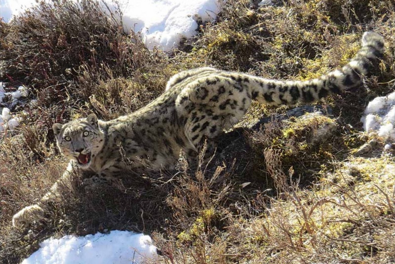 विश्व हिउँचितुवा दिवस : बासस्थान ह्रास र आहारा प्रजाति कमीको चुनौती