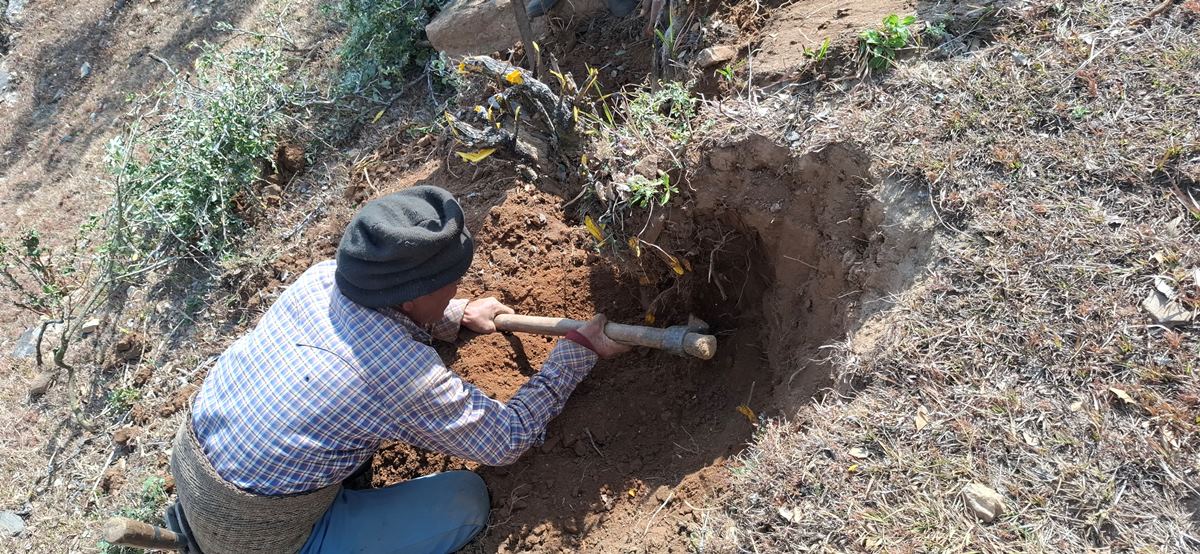 अल्पकालीन फाइदाका लागि जरा उखेलेर विनाश, अवैध निकासी तीव्र