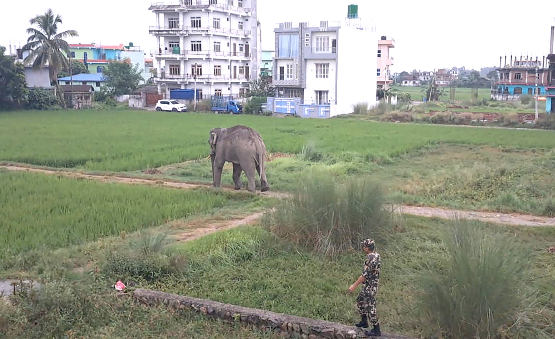 जंगल छाडेर हात्ती बस्तीमा