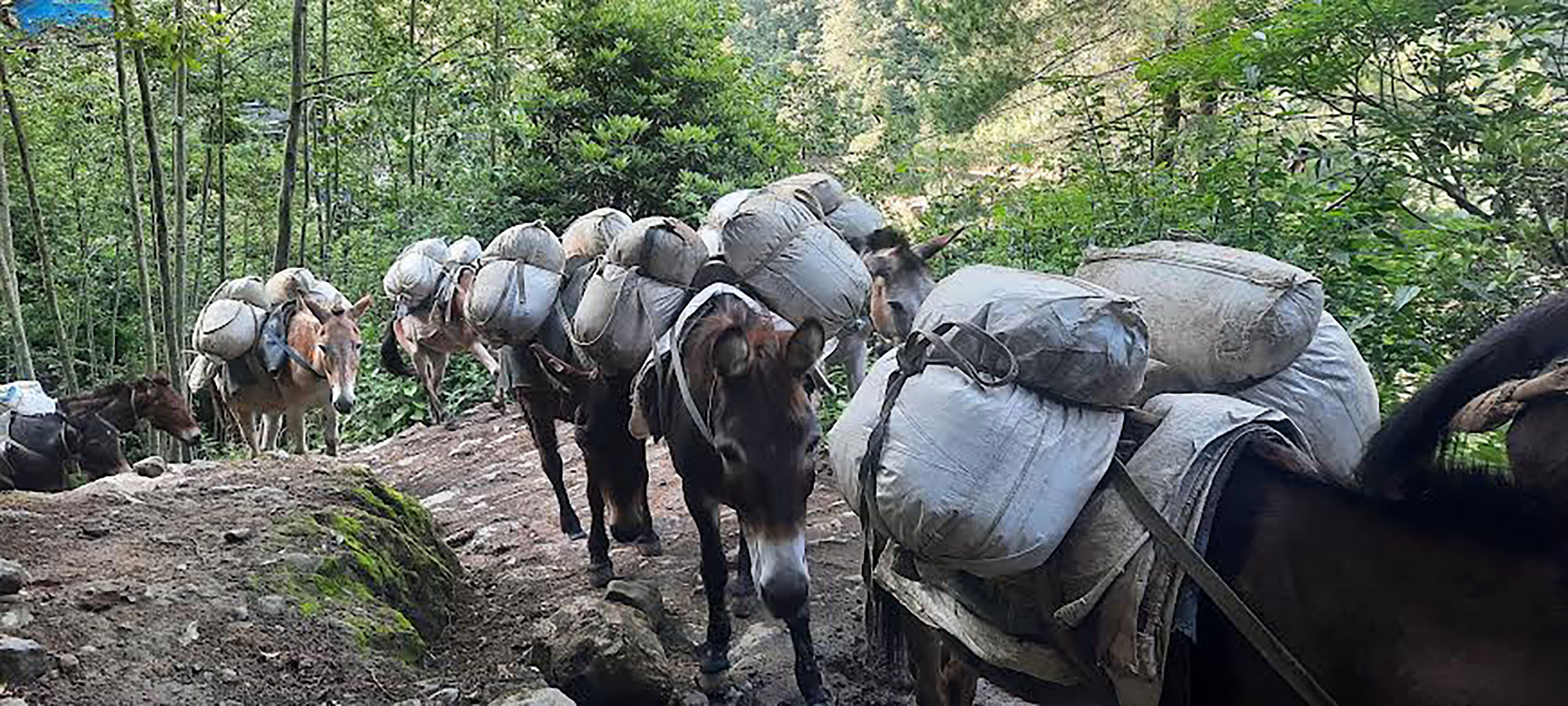 सामग्री ढुवानी गर्दै खच्चडको हुल 