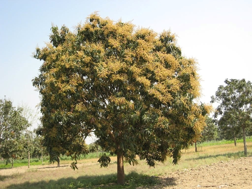 आँपले जगाएको आशा