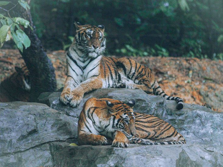 बाघ व्यवस्थापनको तयारी गर्दै सरकार