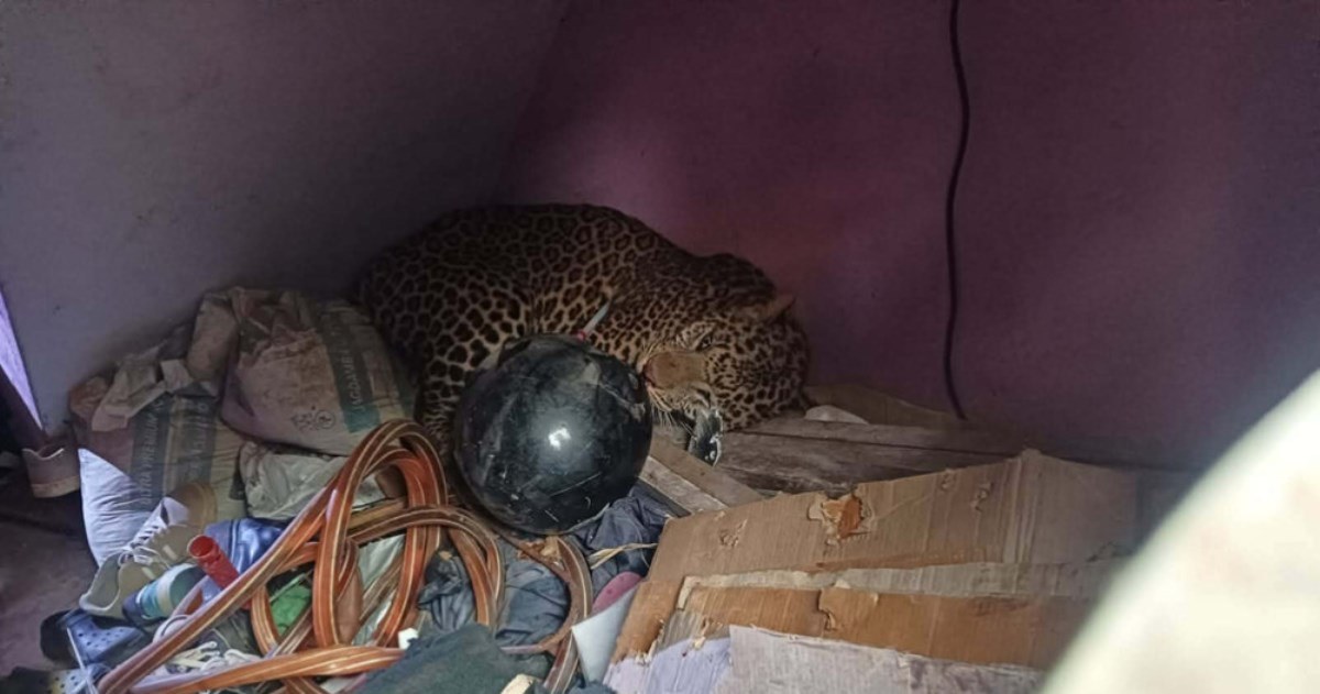 मनमैंजुमा घरभित्र पसेको चितुवाको उद्धार